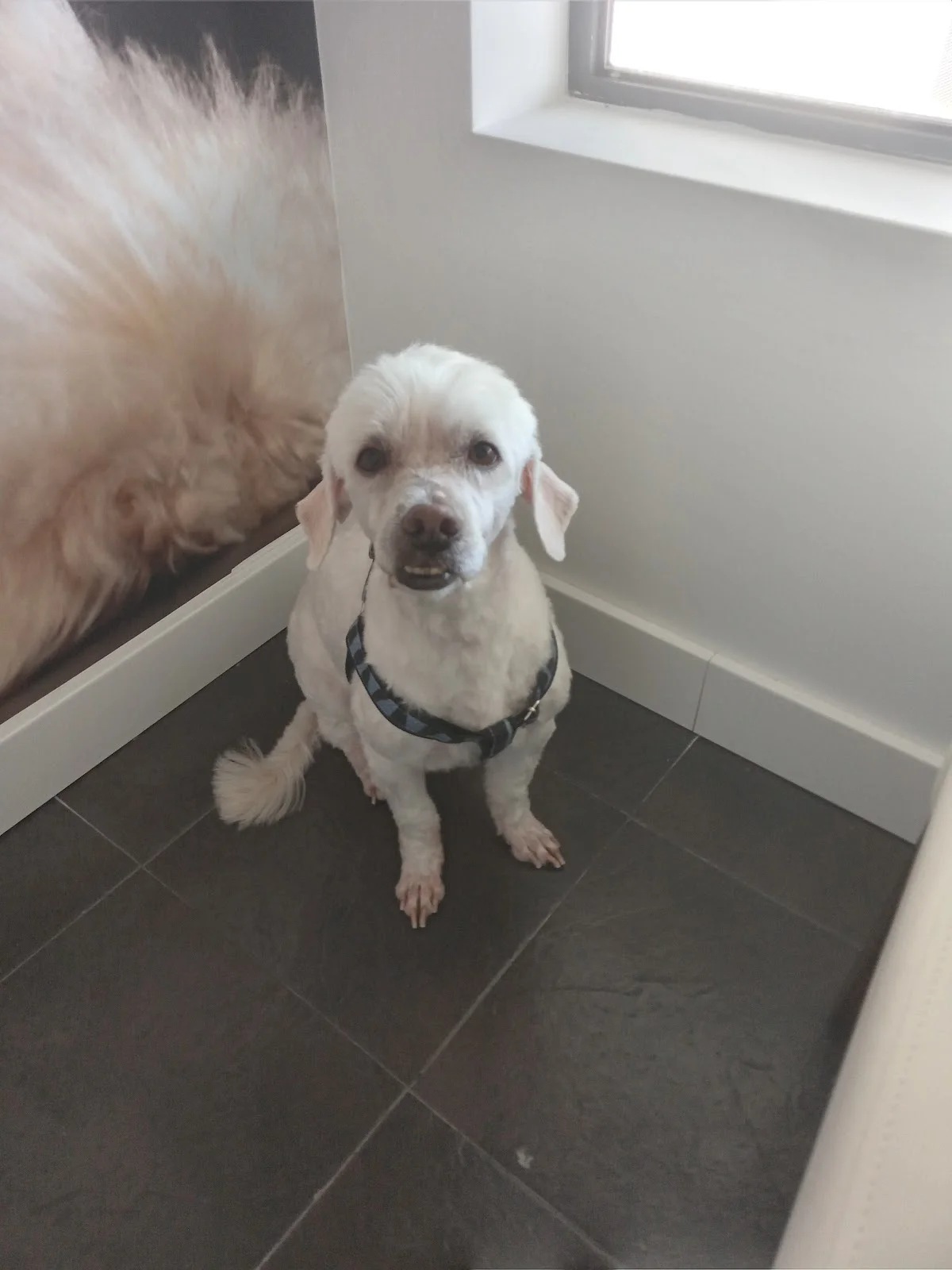 Célia Santos Groomer — 3