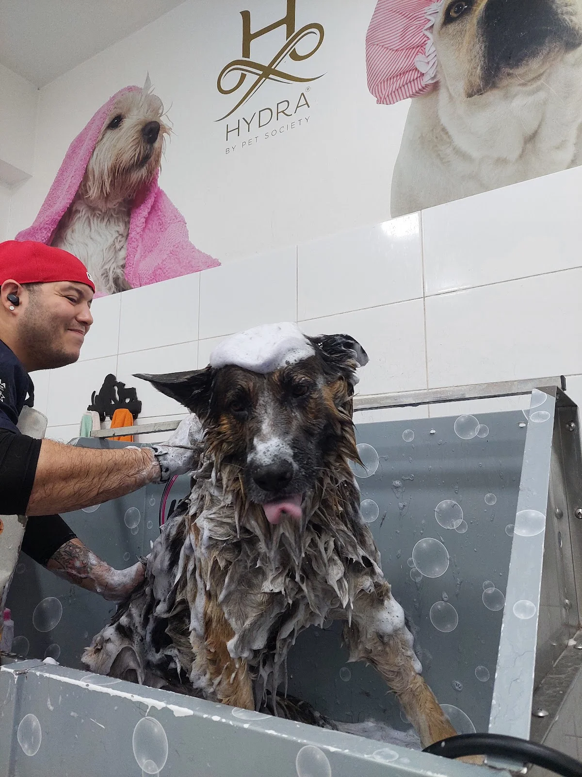 H2DOG_grooming