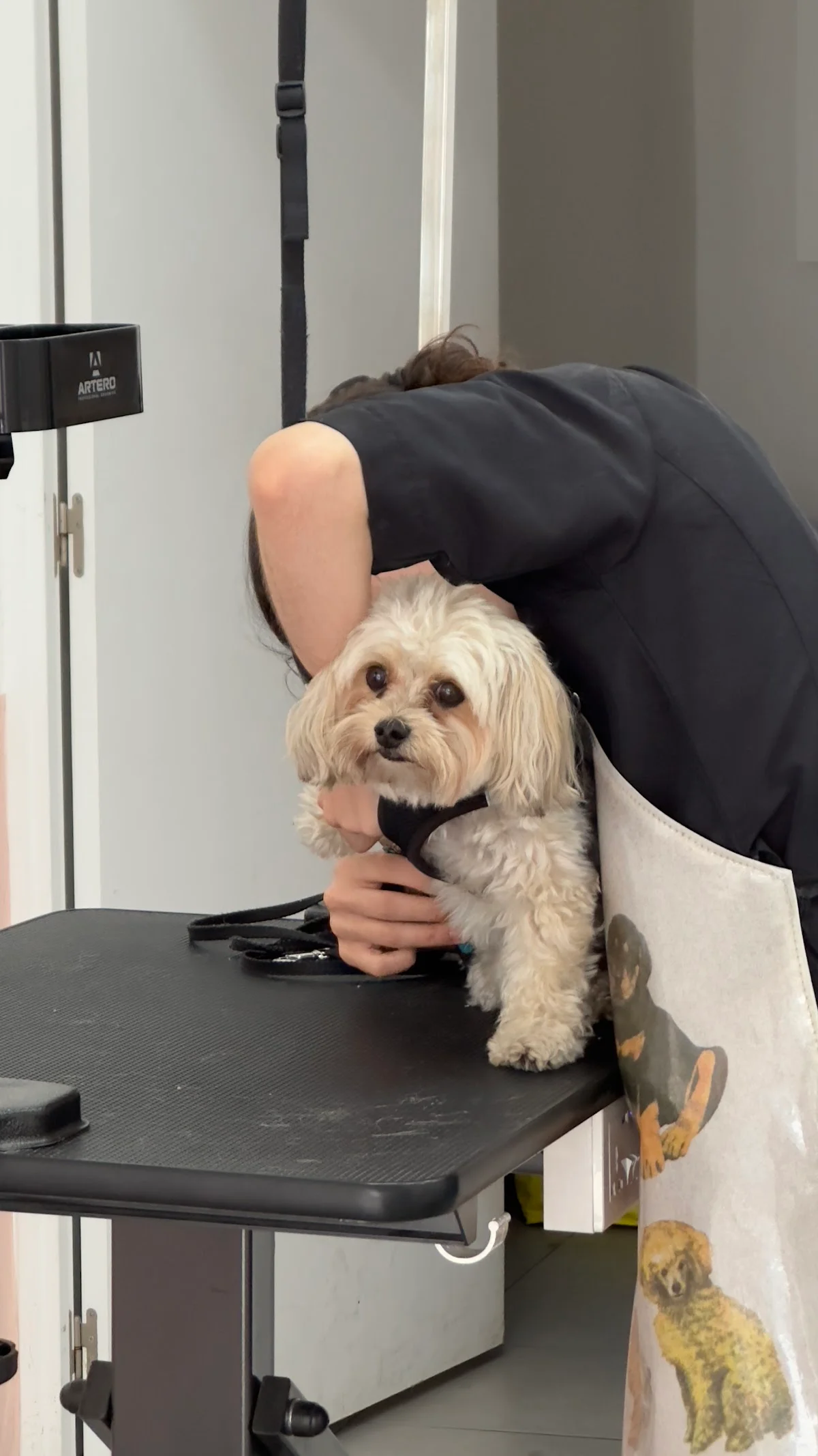 H2DOG_grooming — 2