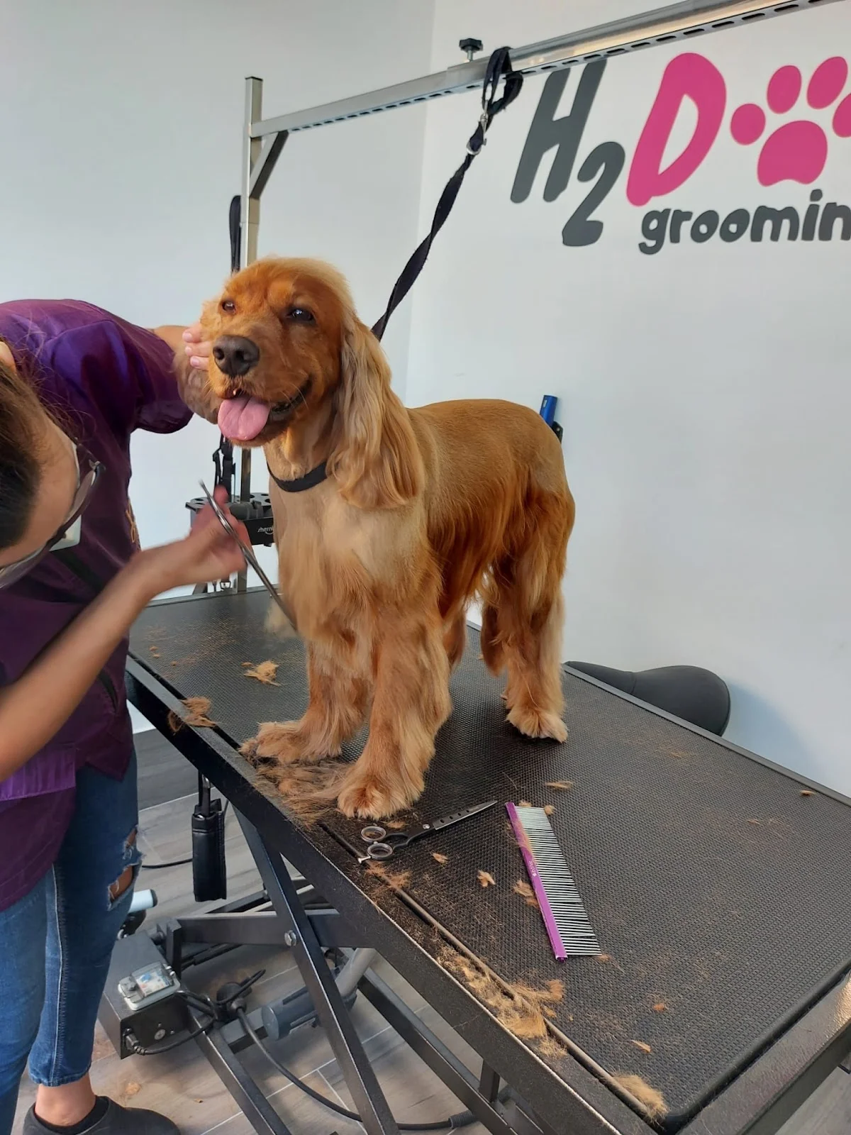 H2DOG_grooming — 3