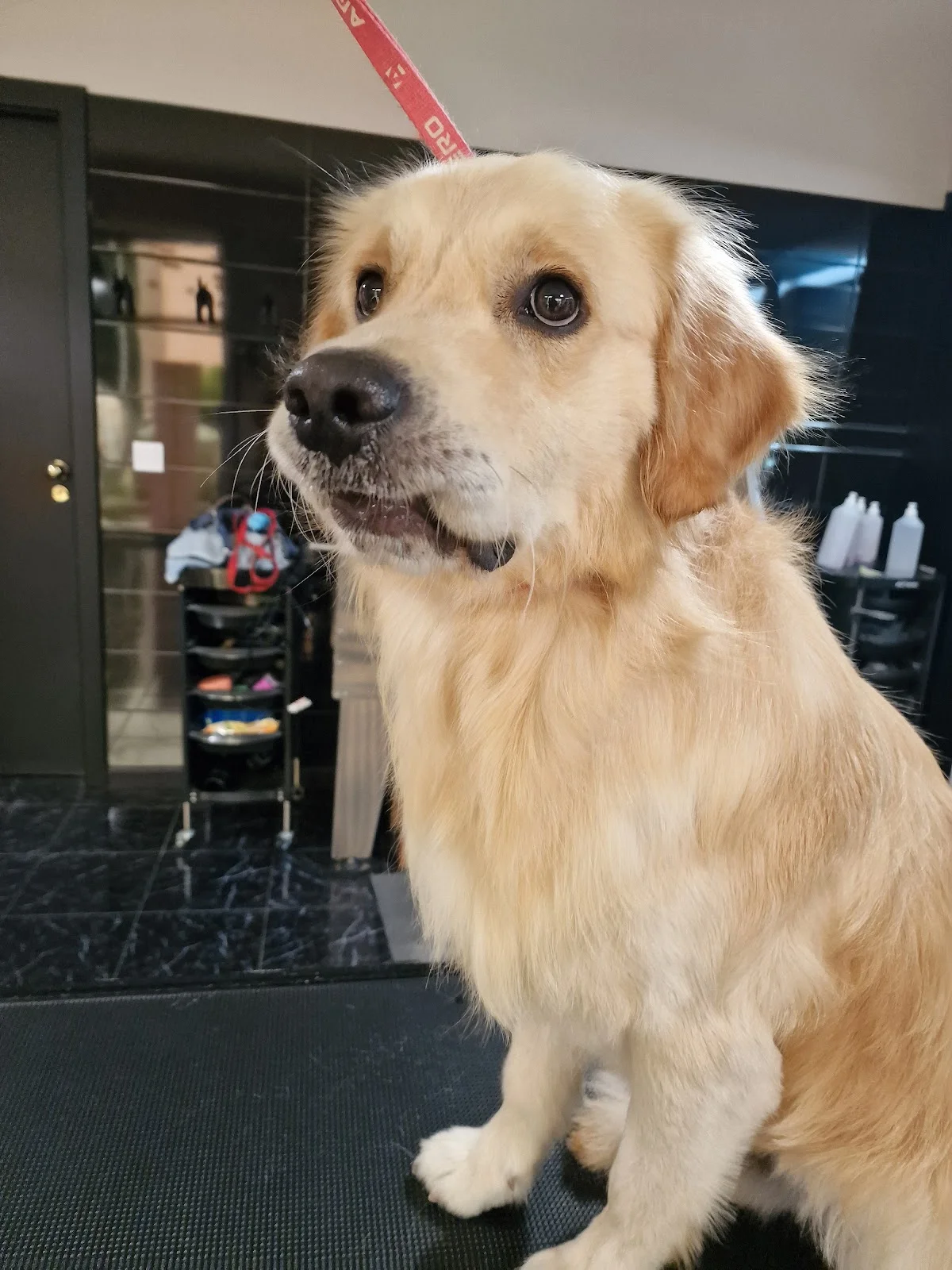 Xana Pet Care — 3