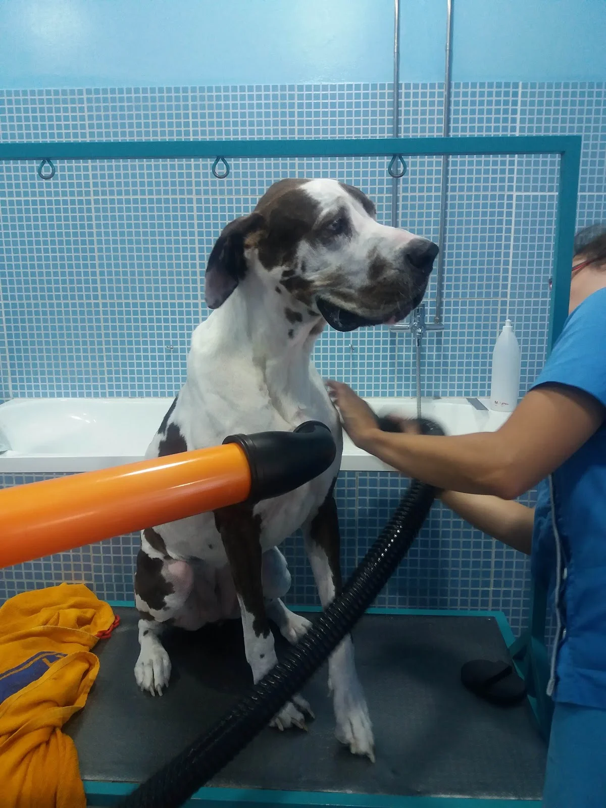 Patinhas de Sabão — 2