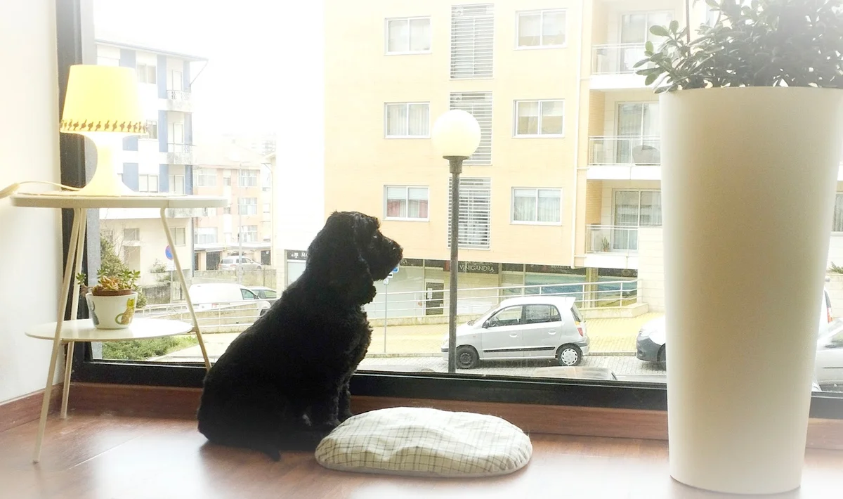 Pet Grooming & Spa