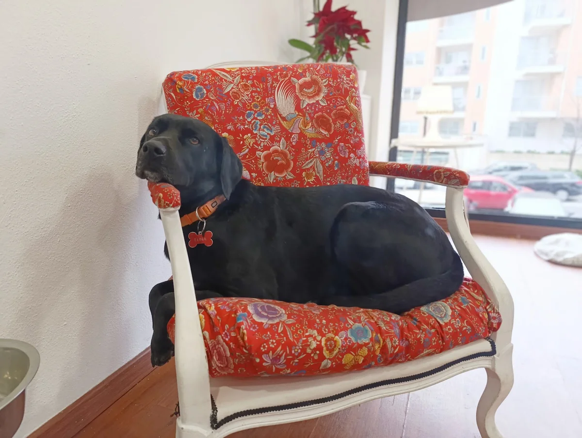 Pet Grooming & Spa — 3
