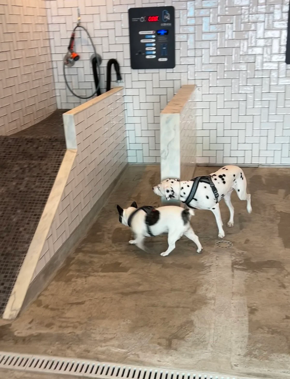 O Cão Azul Dog Wash Self Service — 2