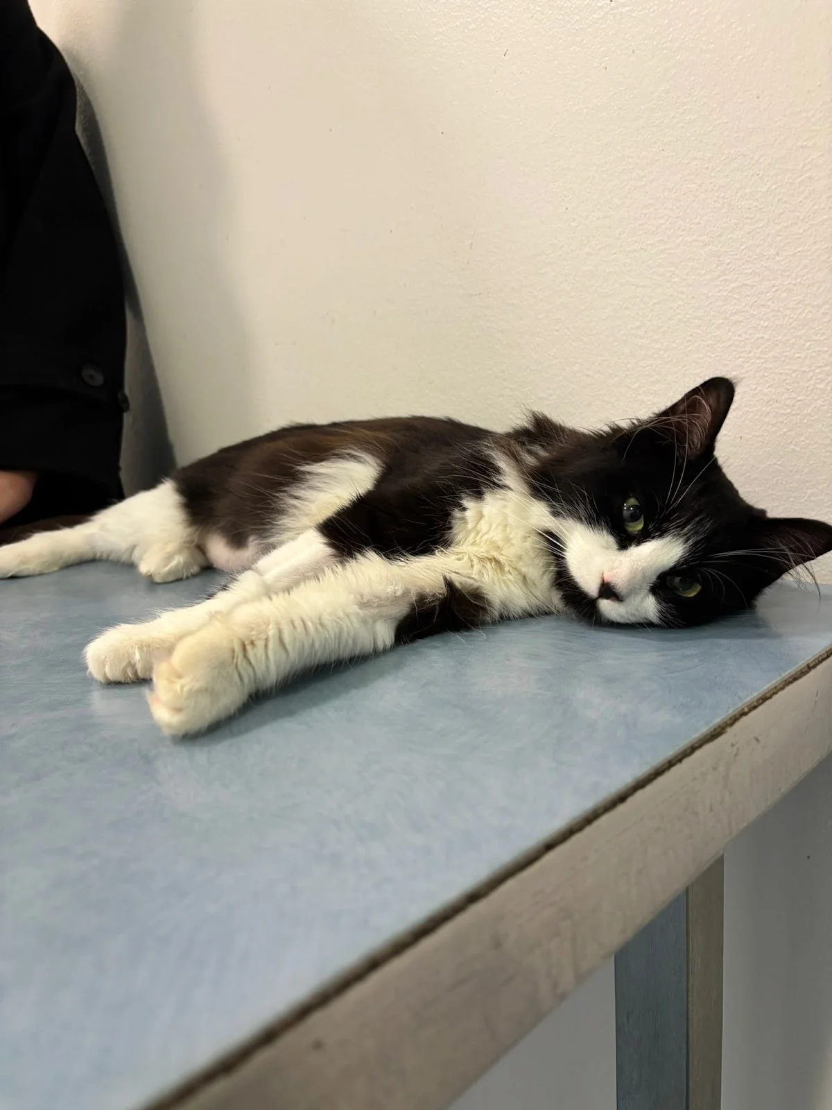 Hospital do Gato — 3