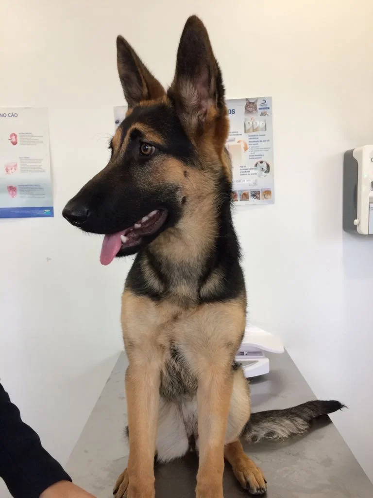 Consultório Veterinário Vets&Pets