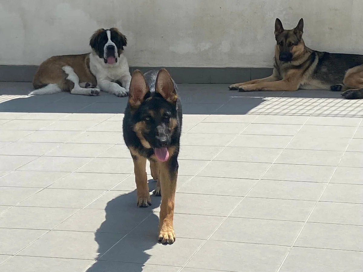 Petshop Raising Dogs, treino canino