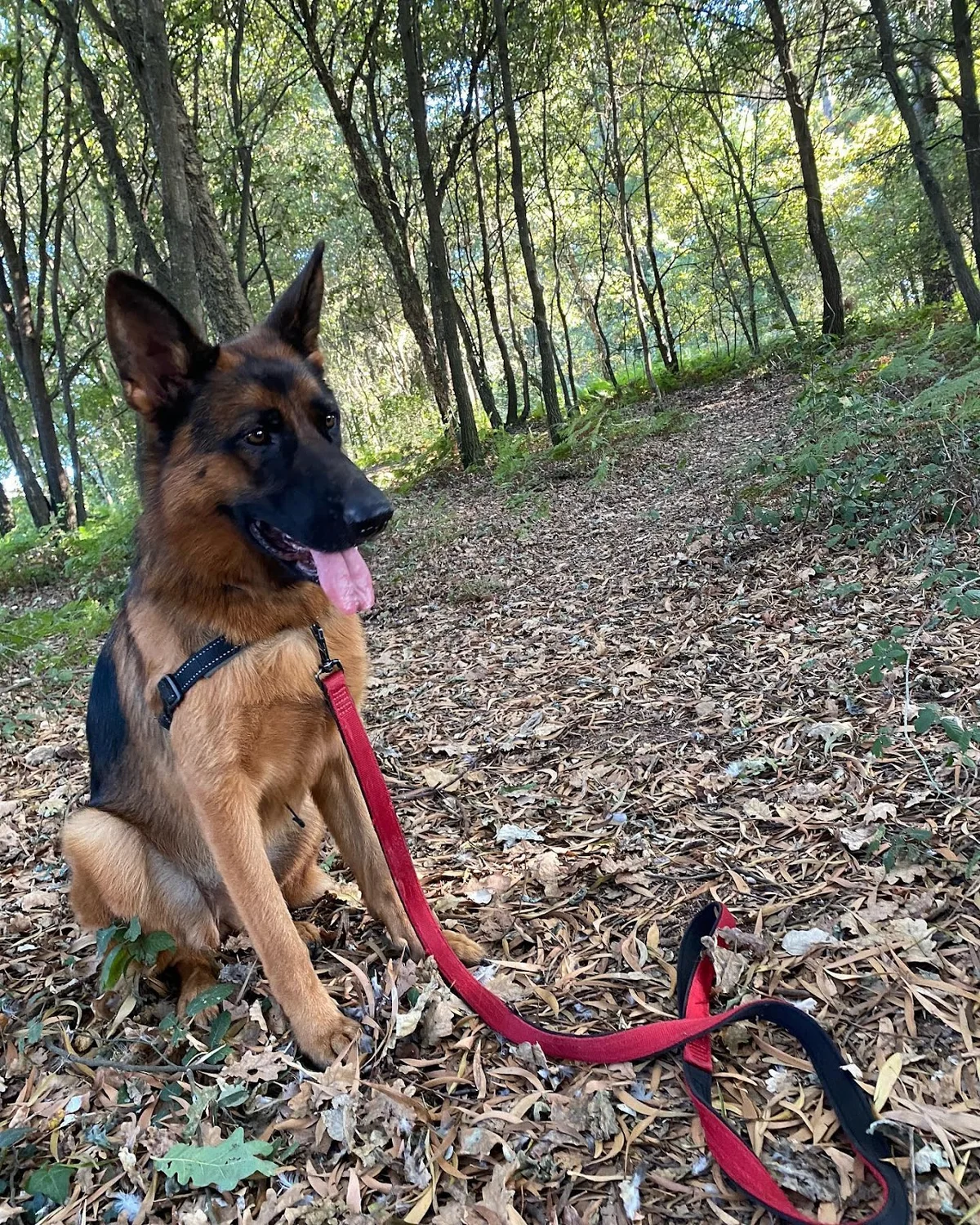 Petshop Raising Dogs, treino canino — 2