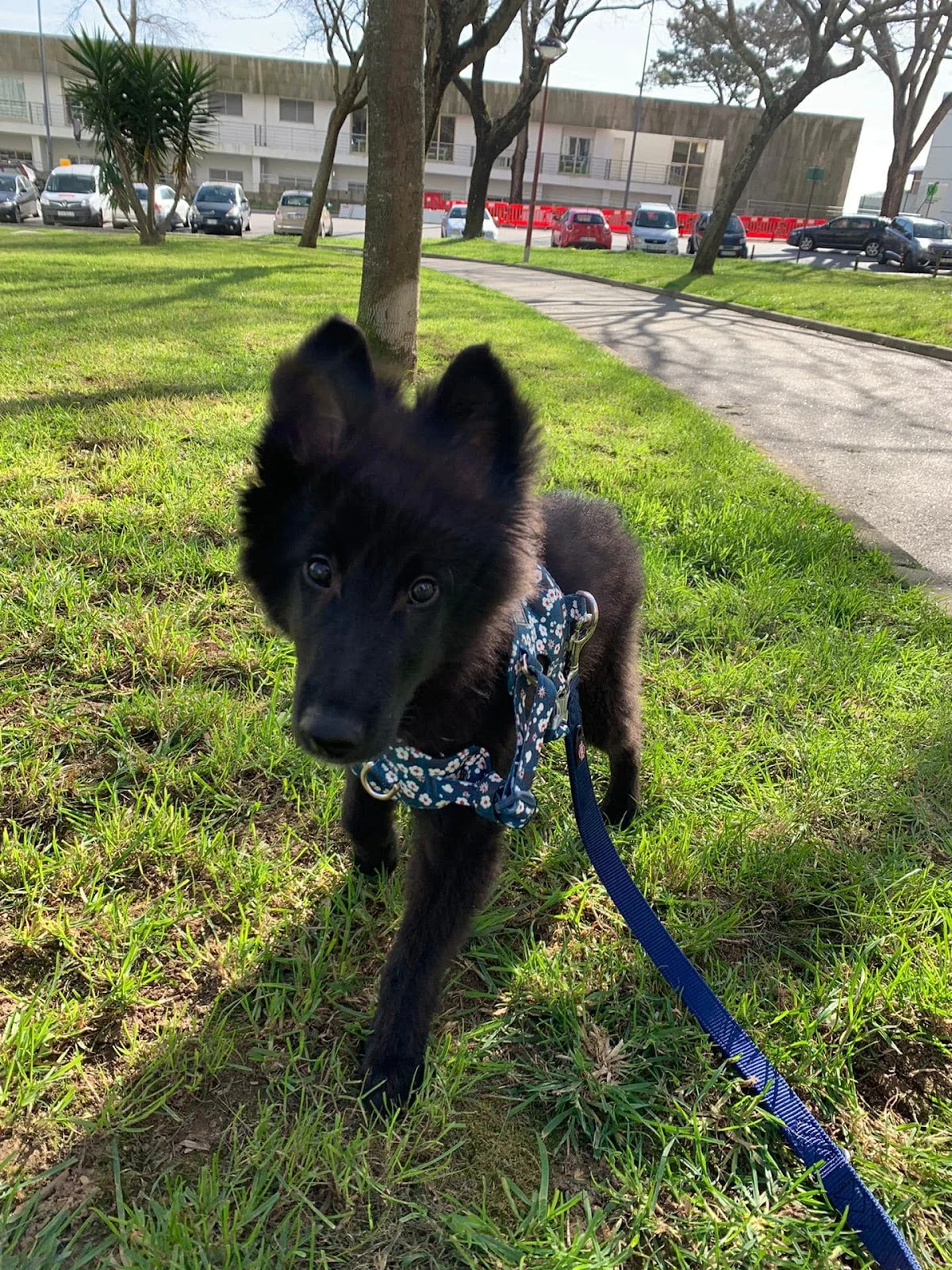 Petshop Raising Dogs, treino canino — 3