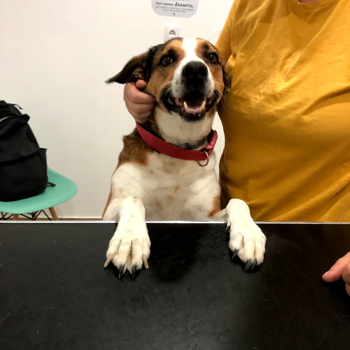 Clinica Veterinária das Conchas — 3