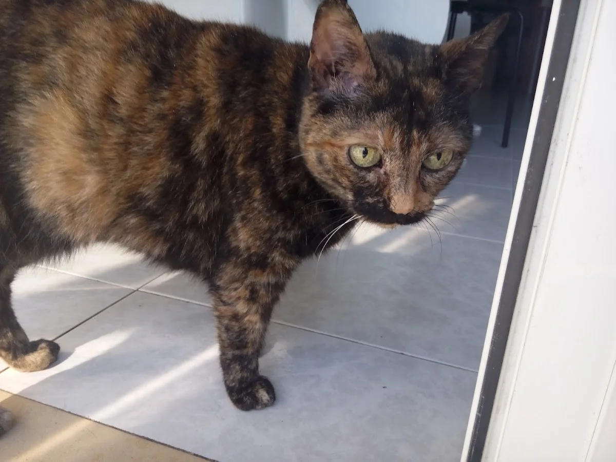 Clínica Veterinária Arca D'Água — 3