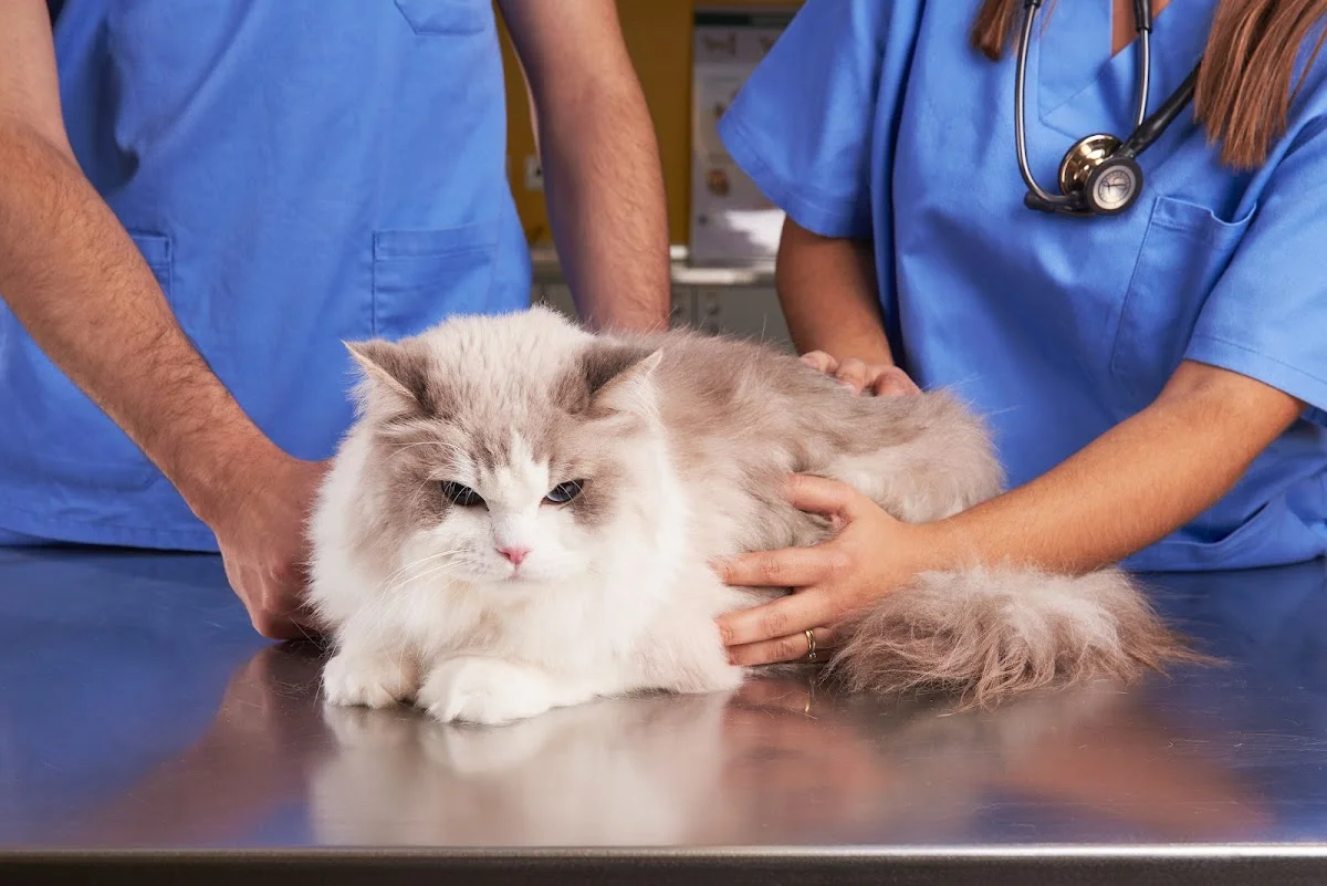 Veterinário Universidade Lusófona — 3