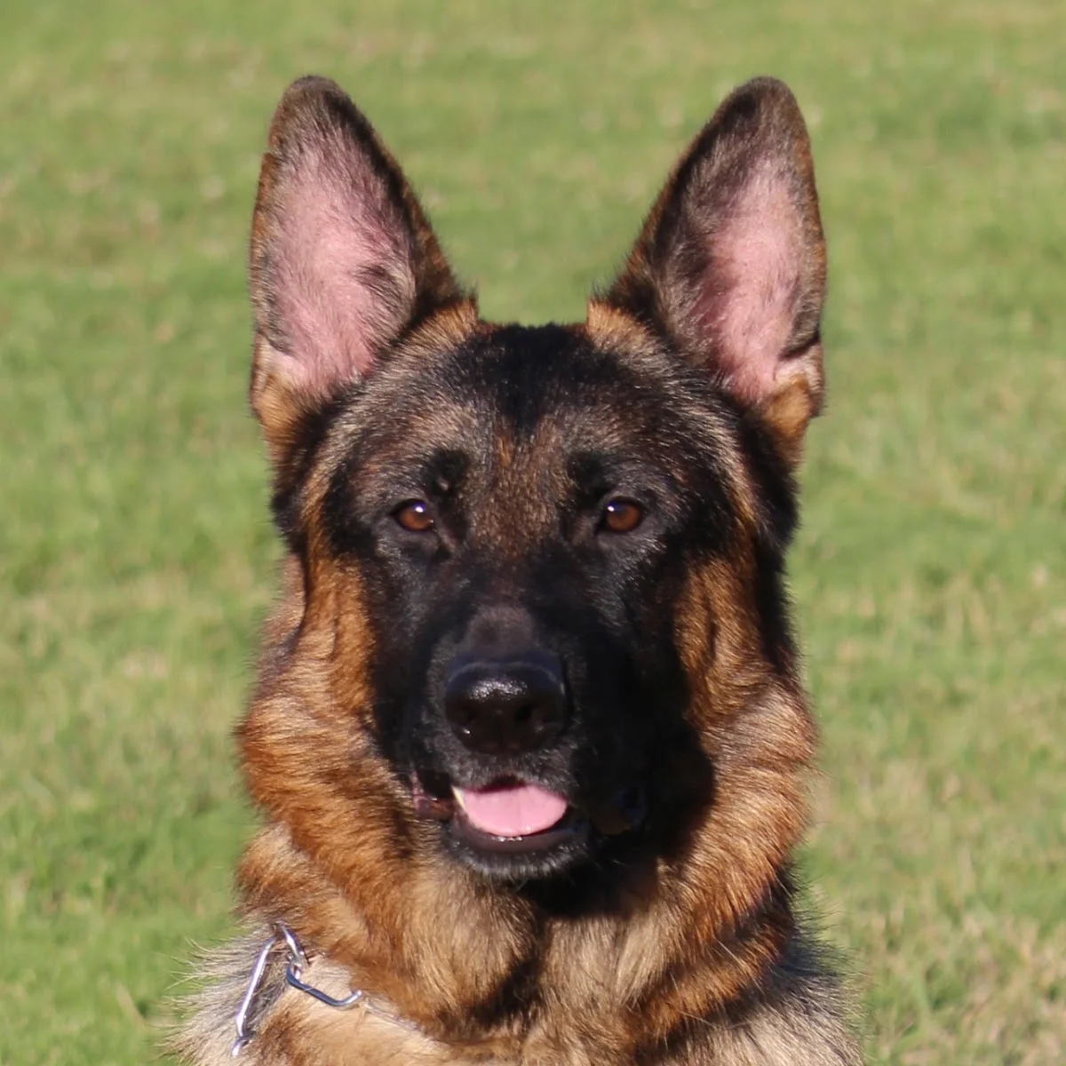 Alfa Dog Centro Canino — 2