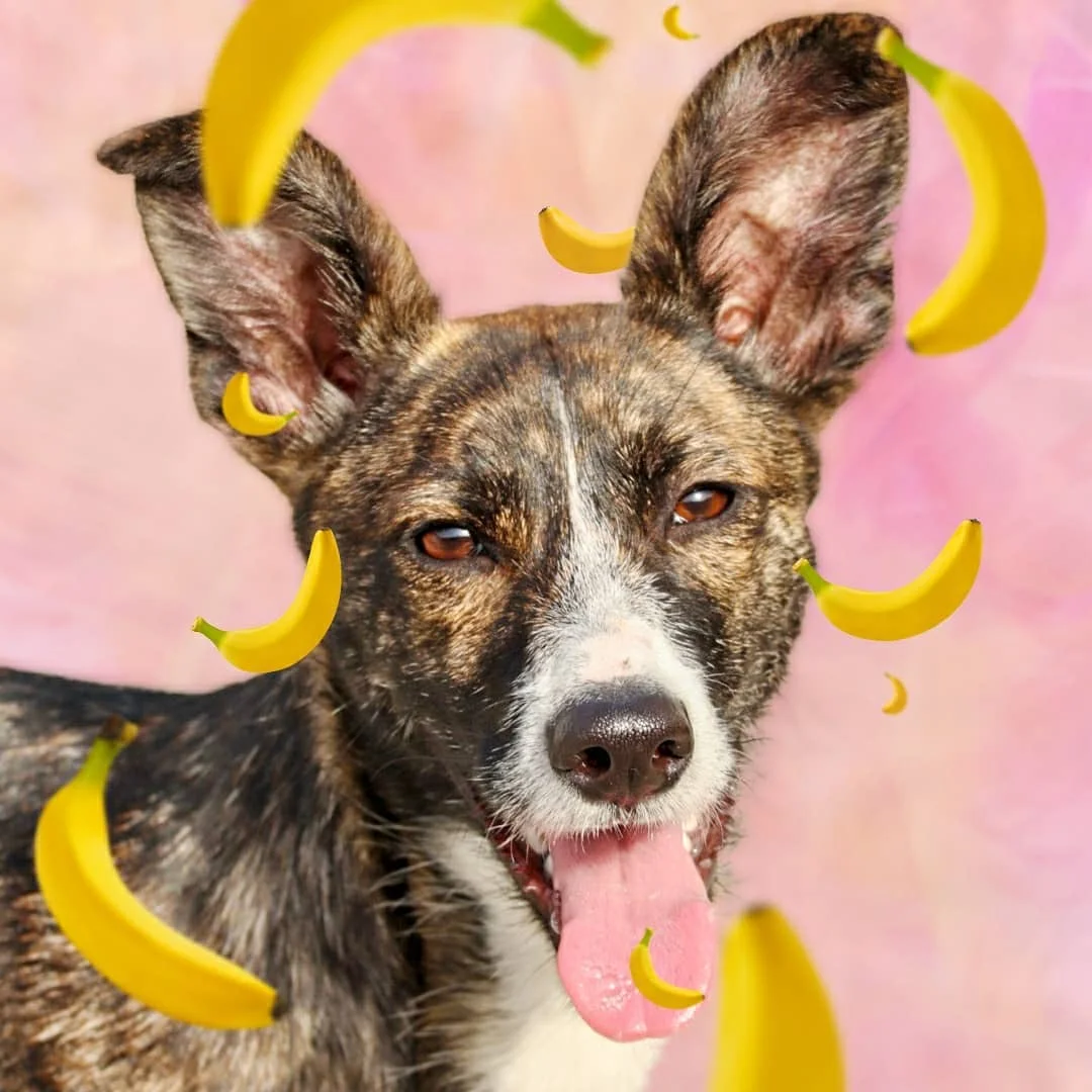 Pets & Family Creche Canina - Maia — 2