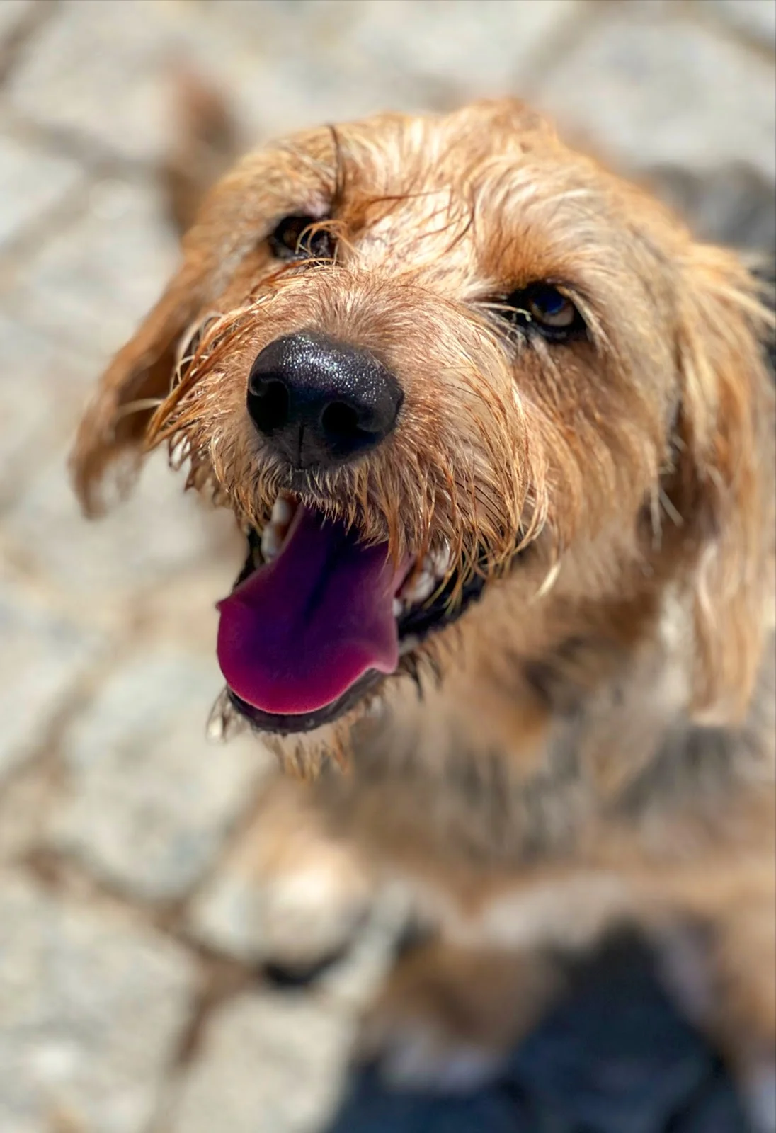 Pets & Family Creche Canina - Maia — 3