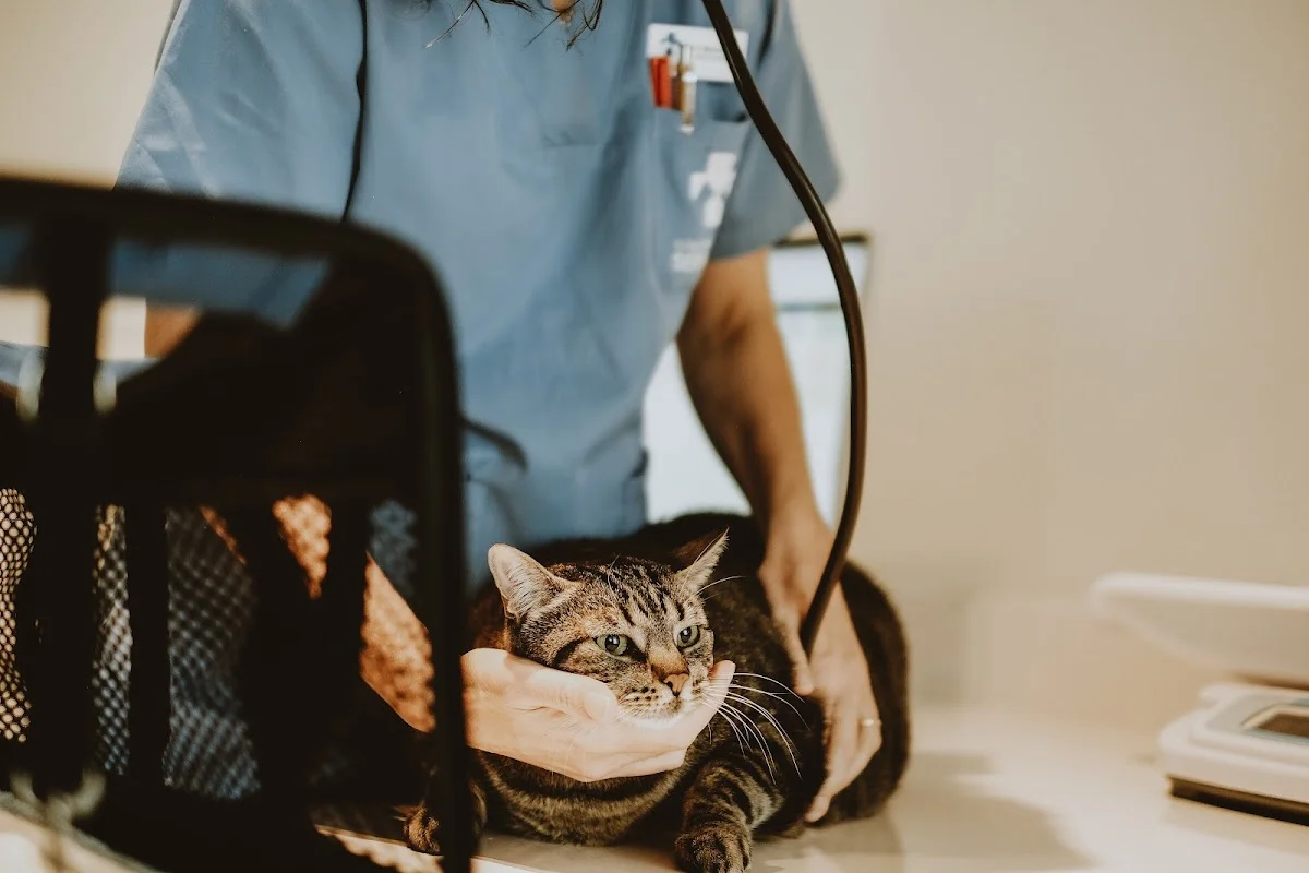 Hospital dos Gatos de Serralves — 2