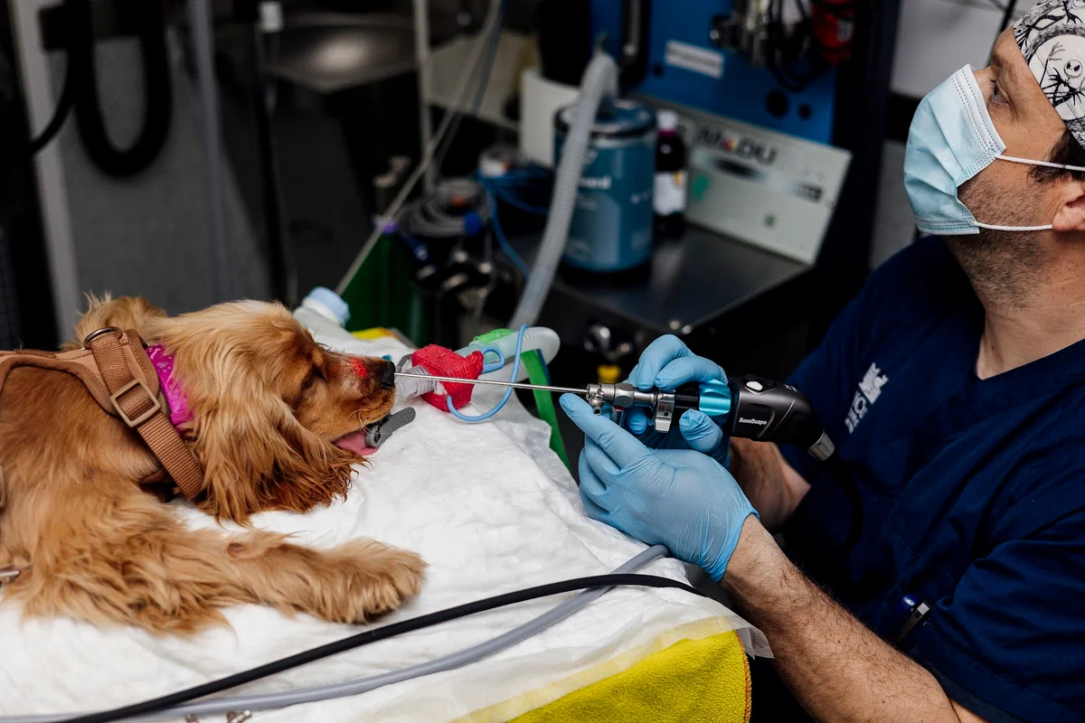 AniCura Restelo Hospital Veterinário — 2