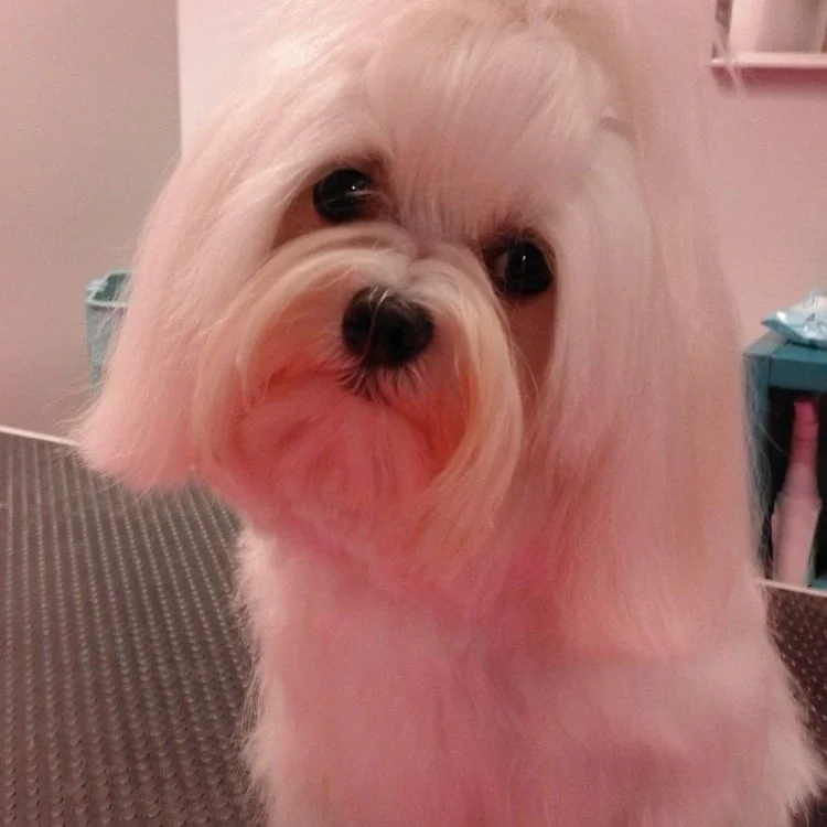 Royal Pet Care