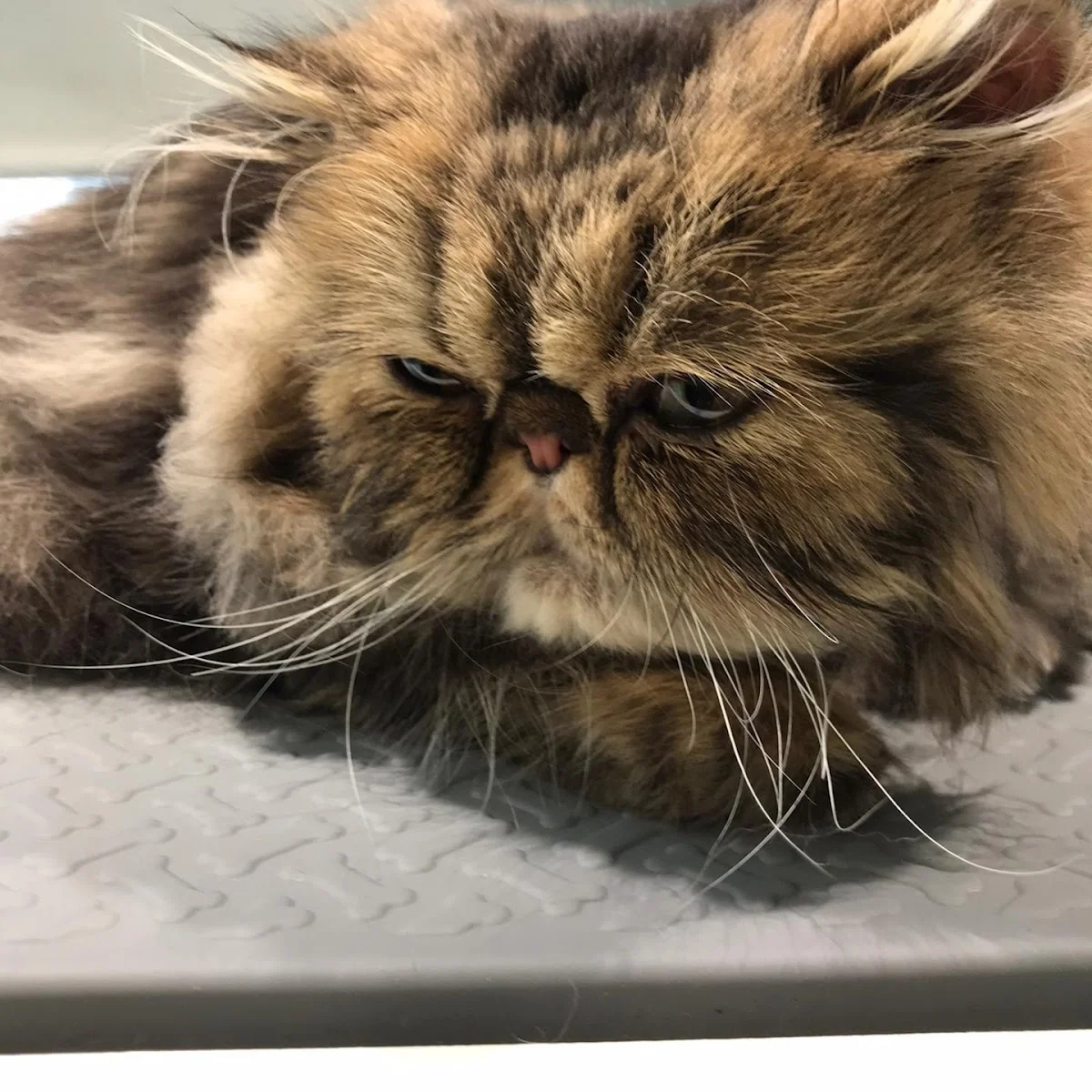 Royal Pet Care — 2