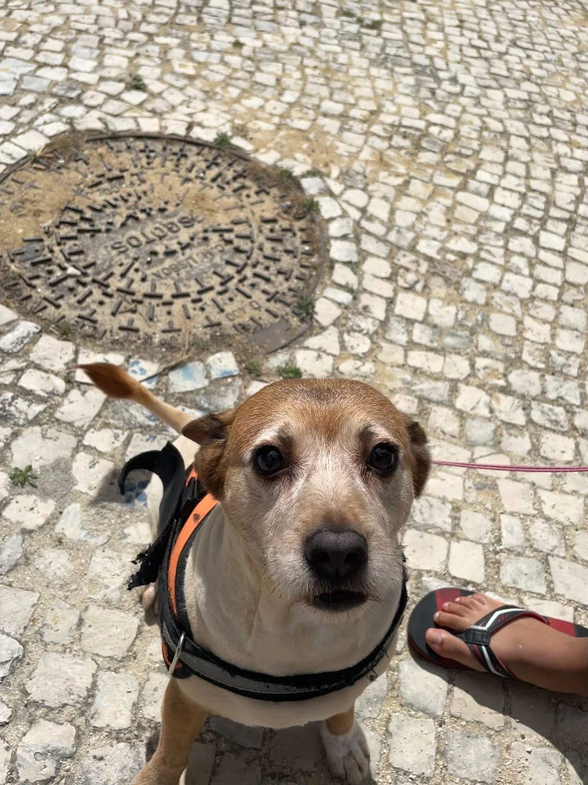 Royal Pet Care — 3