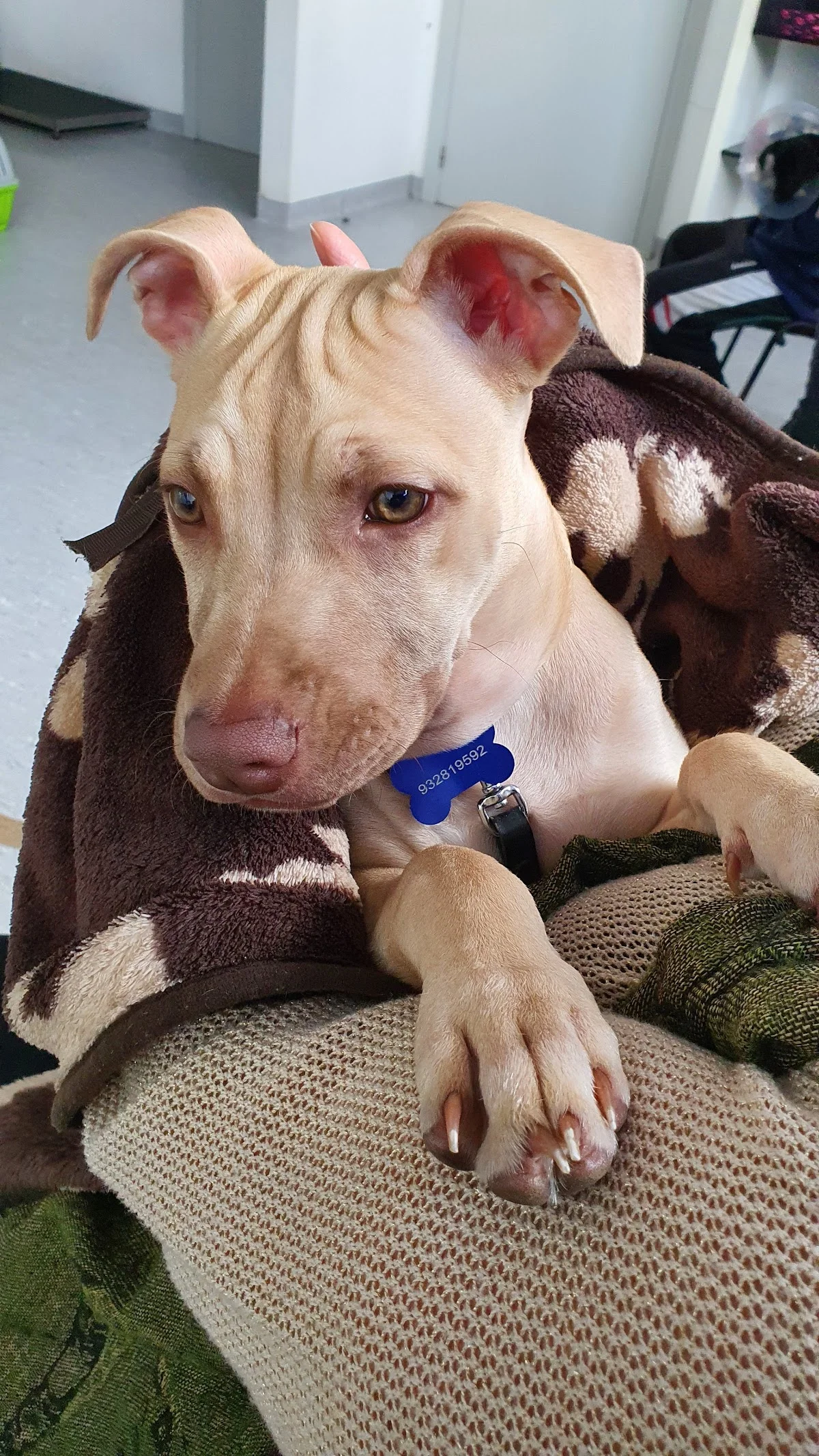 Sociedade Protectora dos Animais do Porto — 2