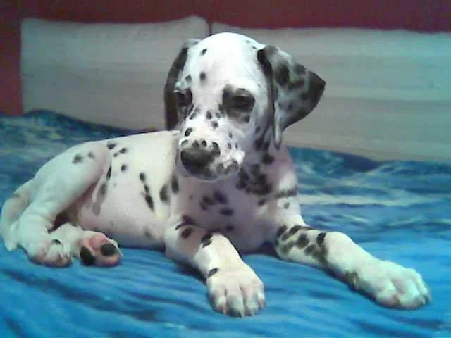 Sociedade Protectora dos Animais do Porto — 3
