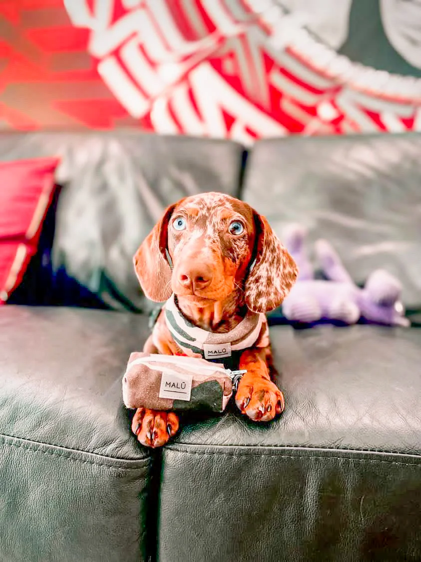 Malü Pet Wear — 3