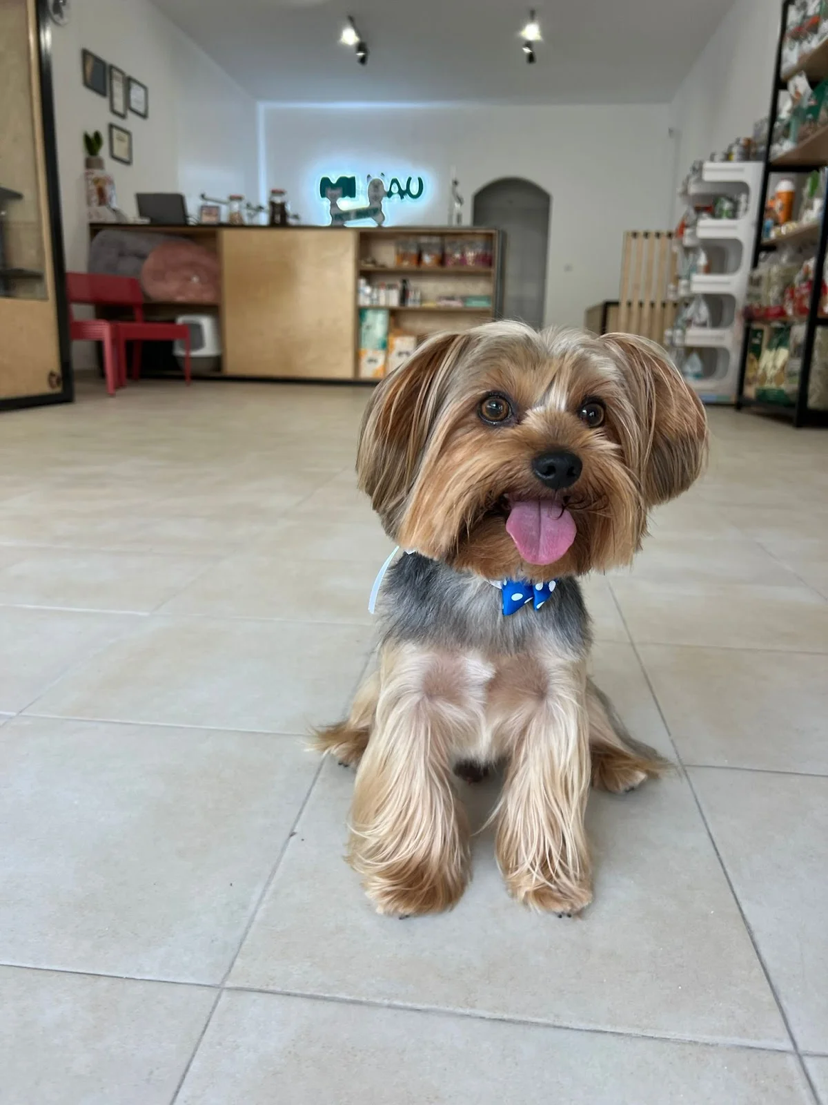 Miaau pet shop — 3