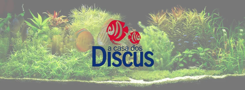 A Casa dos Discus — 2