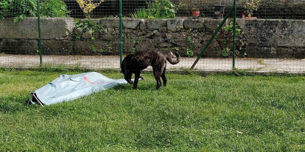 VillaDog - Hotel Canino — 3