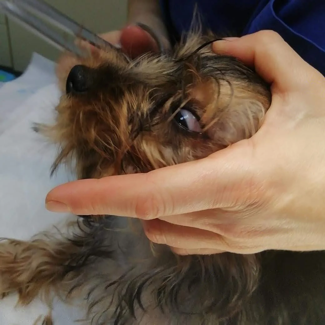 Clínica Veterinária de Santa Maria Olivais — 2