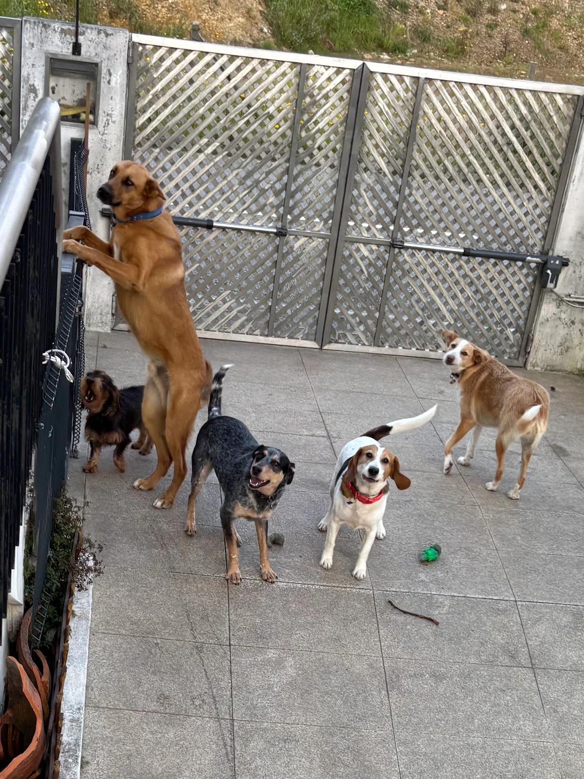 Isa Patudos Felizes — 2