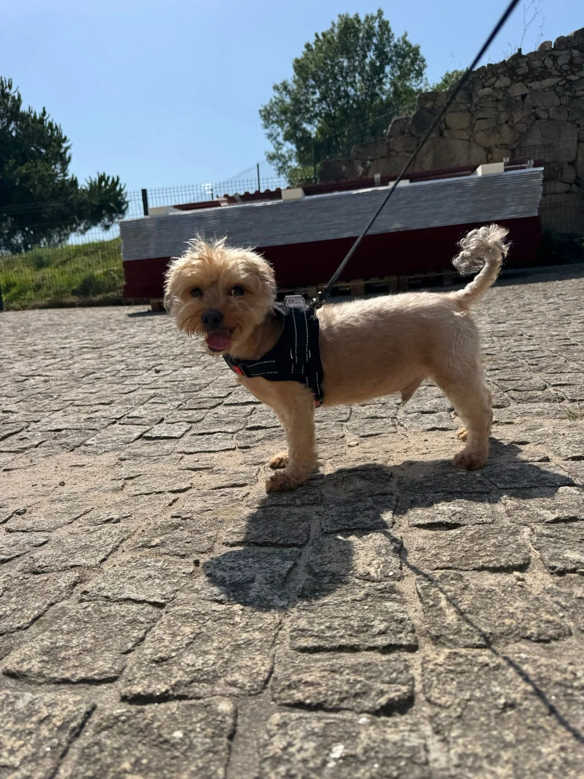 Cães e Cadelas - Banhos e Tosquias