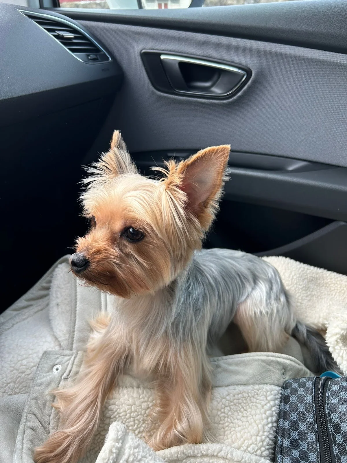 Cães e Cadelas - Banhos e Tosquias — 2