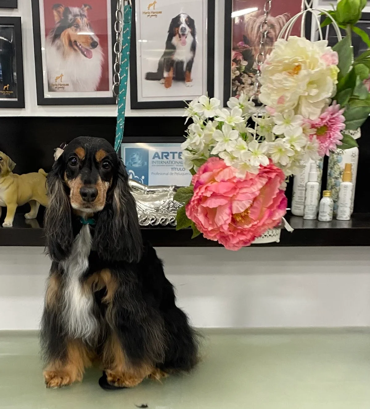 Ooh La La Pet Grooming Spa