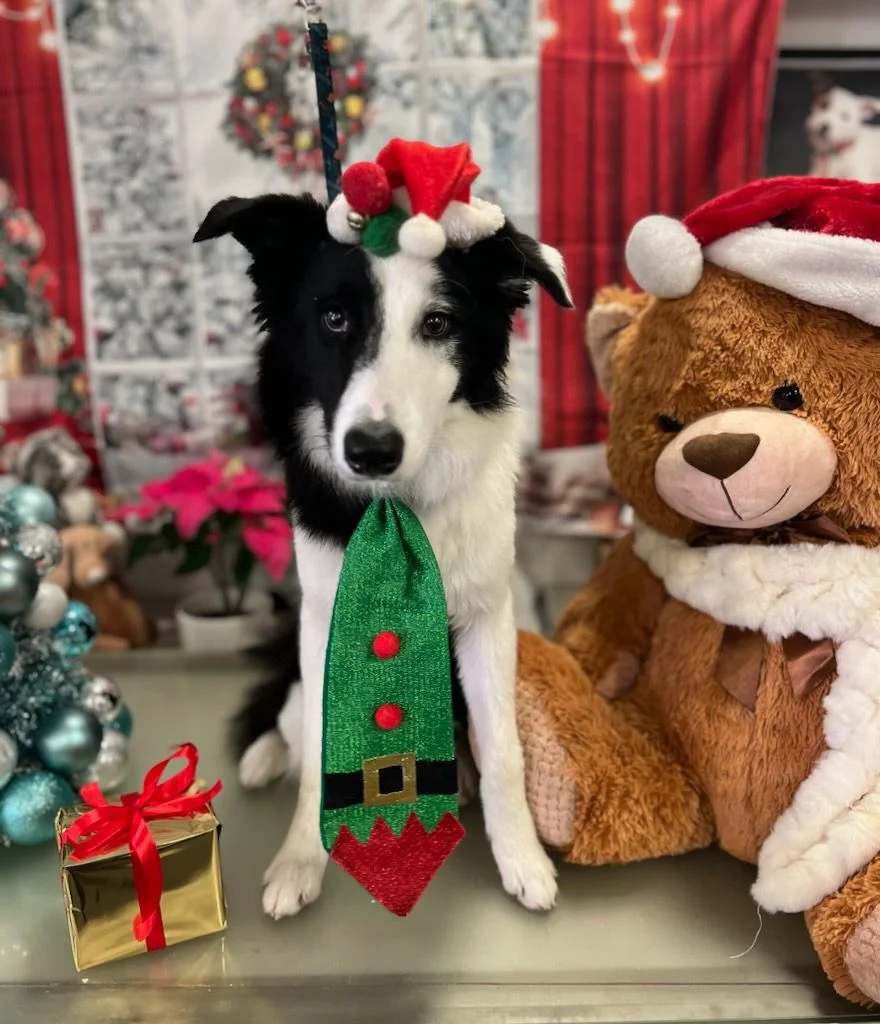 Ooh La La Pet Grooming Spa — 3