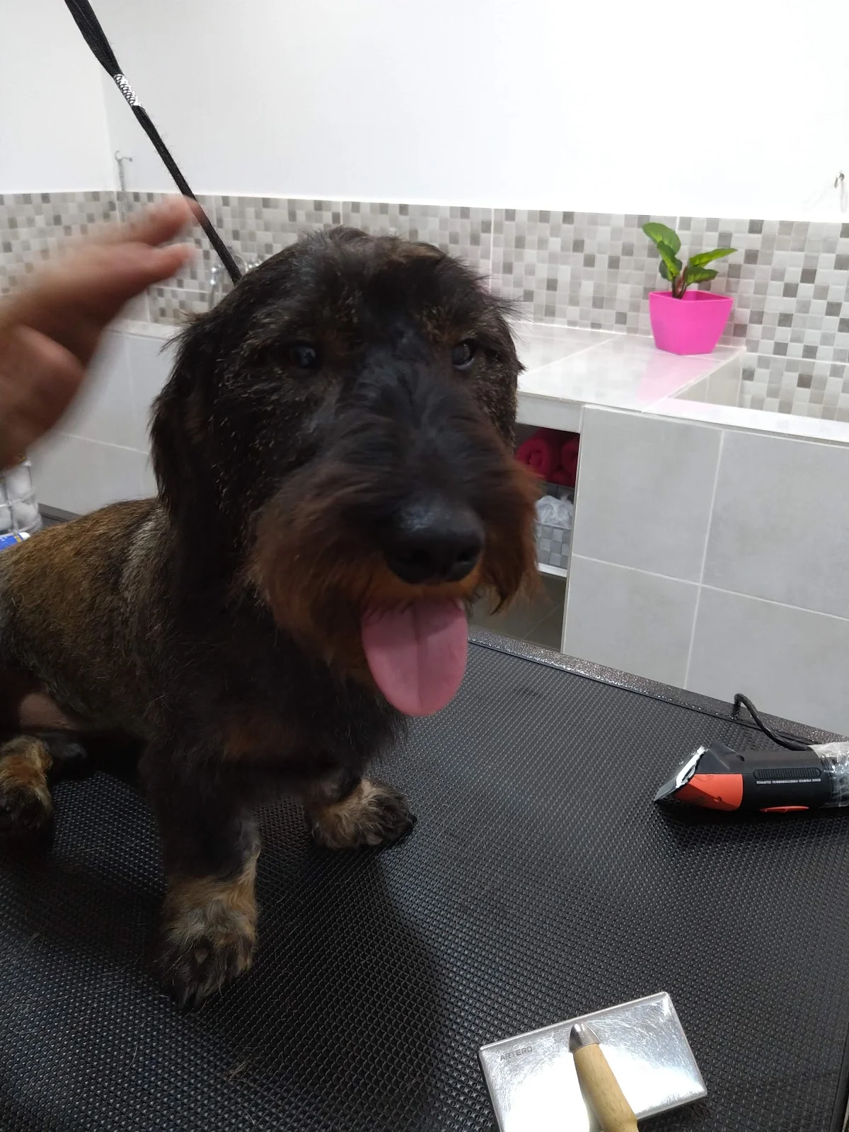 PET&CIA - ODIVELAS — 3
