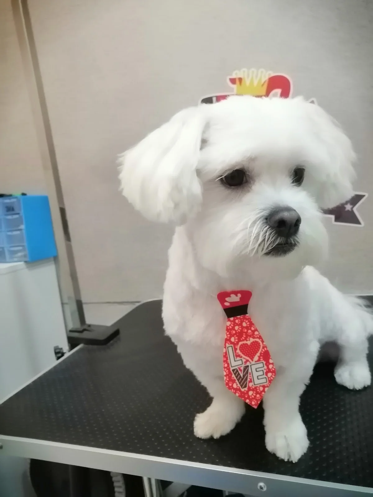 Império dos Pets