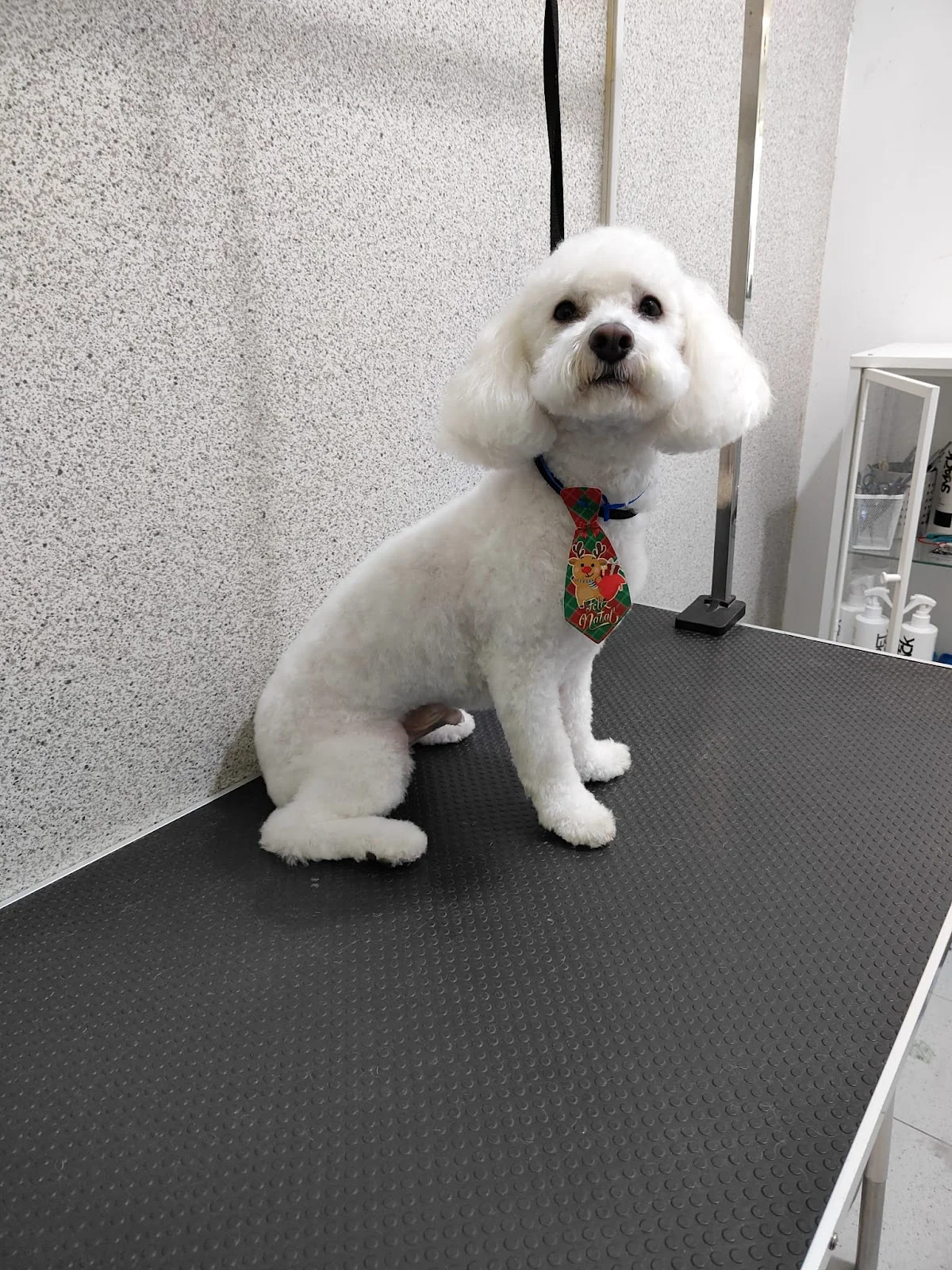 Império dos Pets — 2