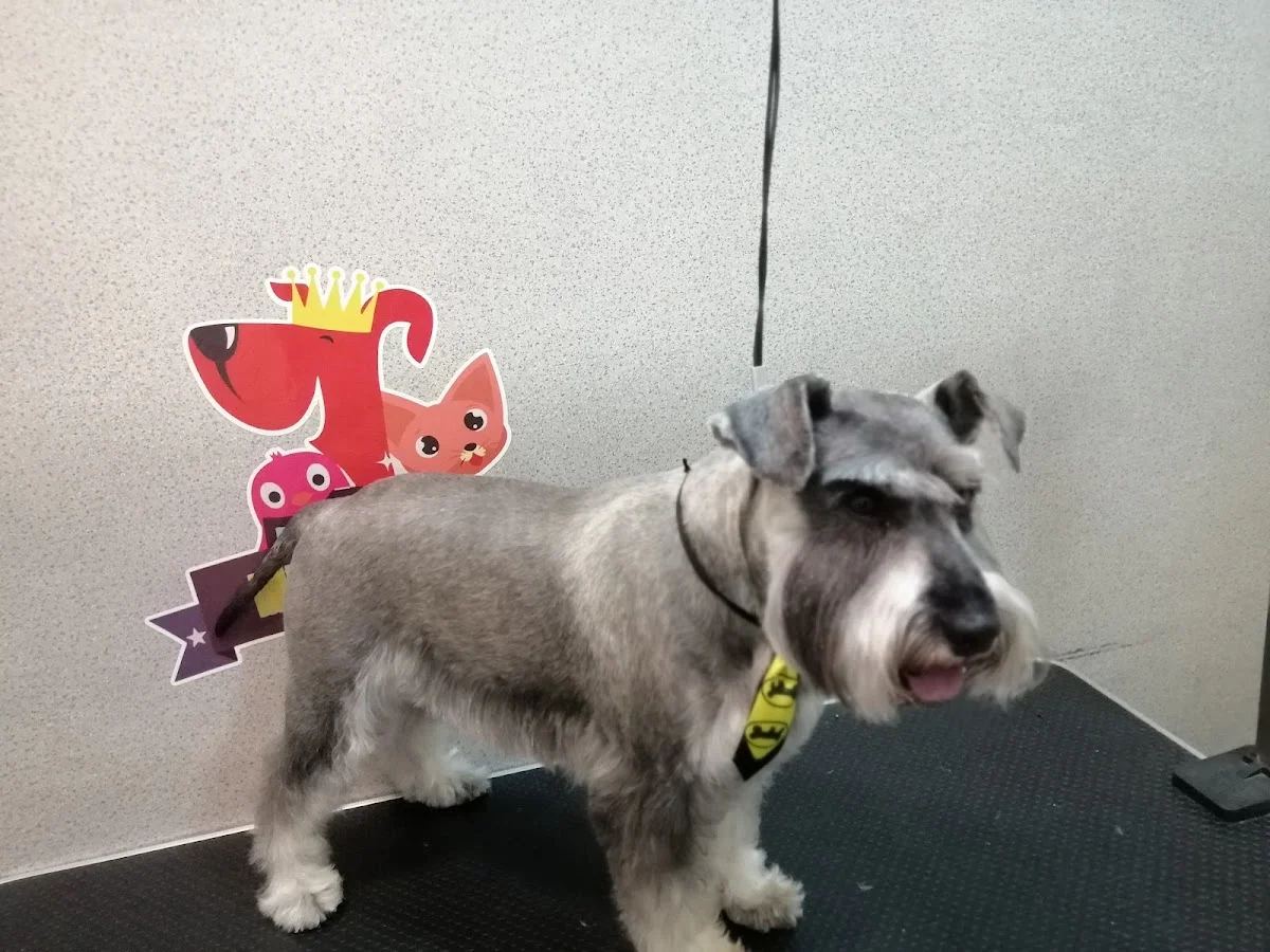 Império dos Pets — 3