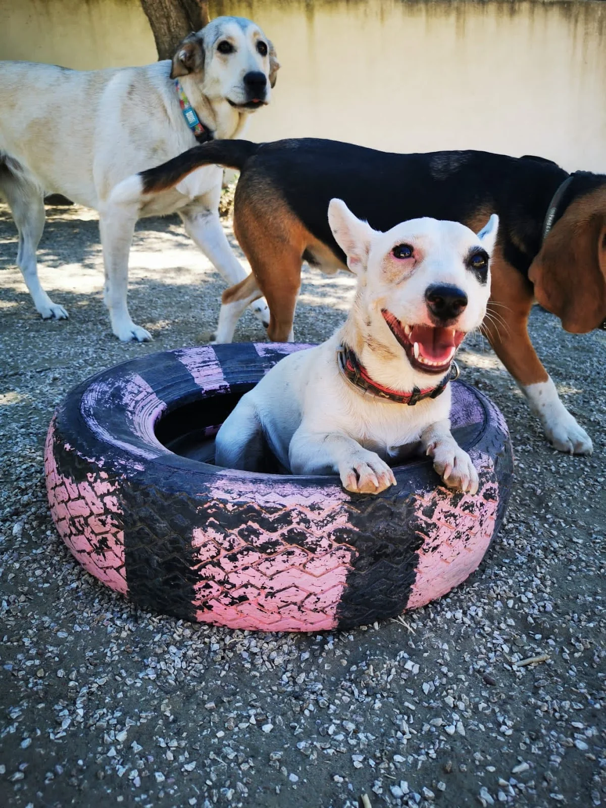 Centro de Instrução Canino de Benfica (CIC)