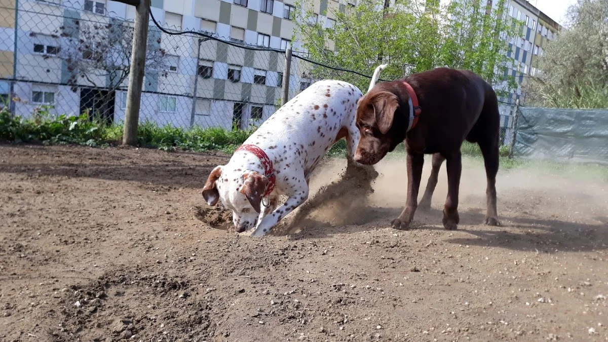 Centro de Instrução Canino de Benfica (CIC) — 2