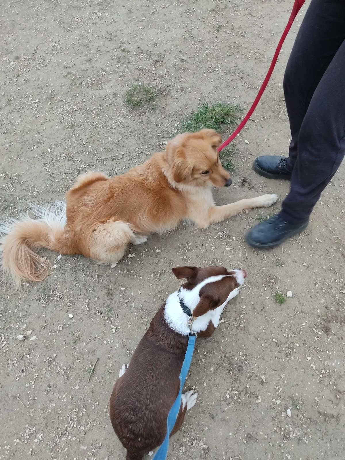 Centro de Instrução Canino de Benfica (CIC) — 3