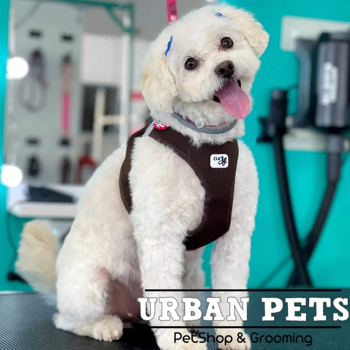 Urban Pets Oeiras