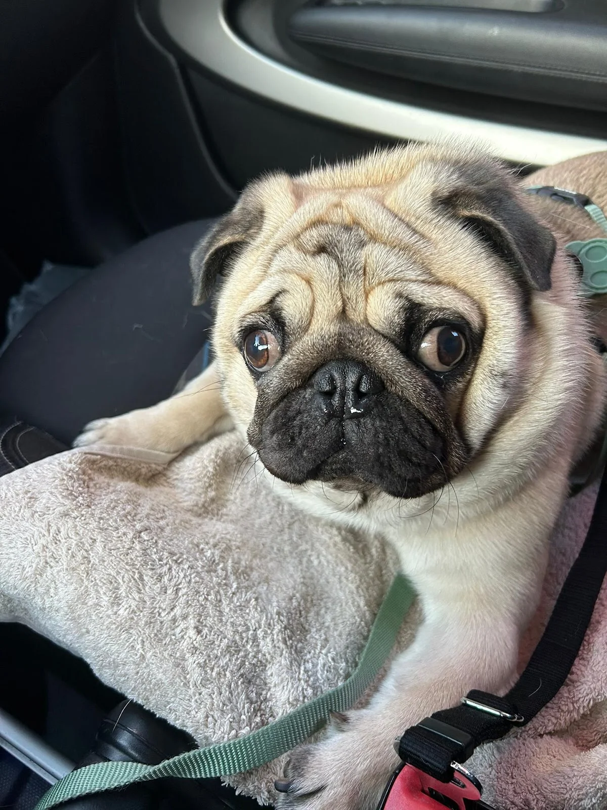 Queridos Patudos, Clínica Veterinária