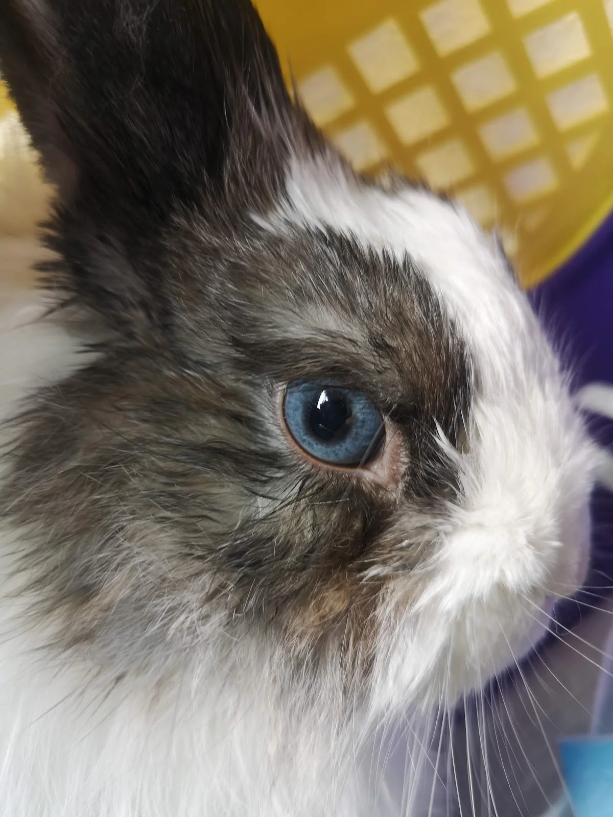 Clínica Veterinária de Telheiras — 2