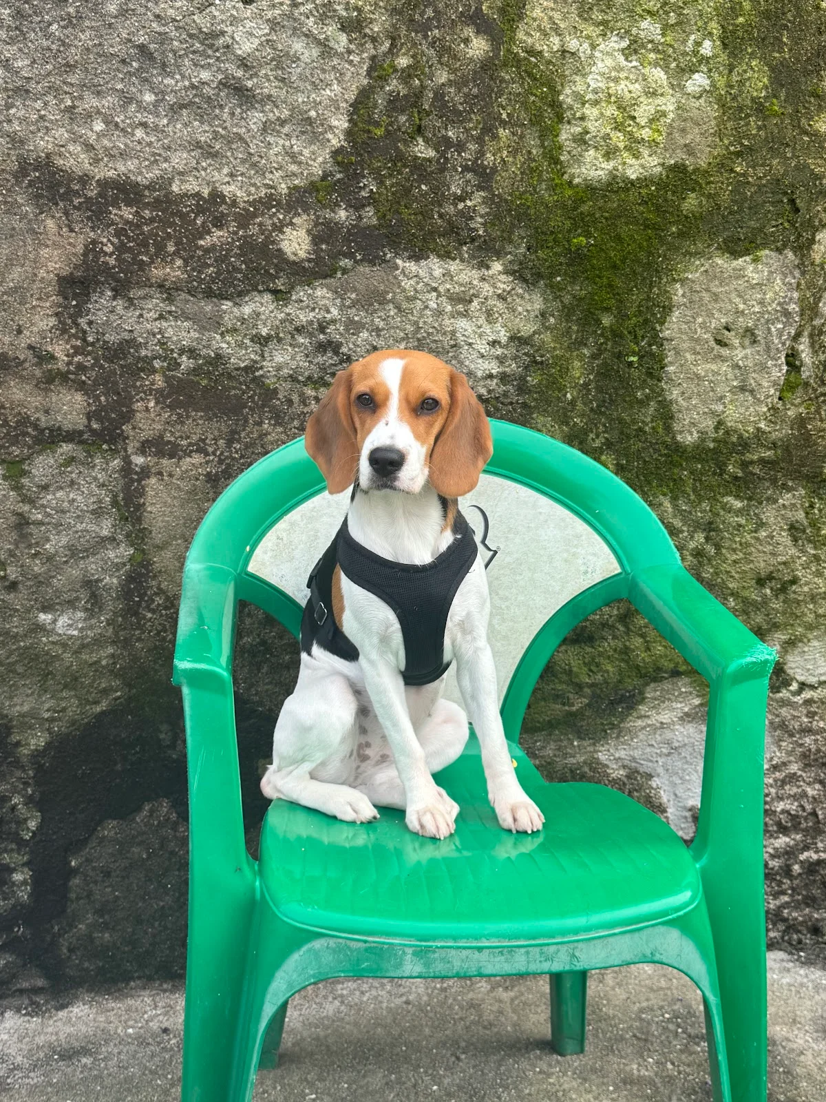 Invicta creche canina e pet shop — 2