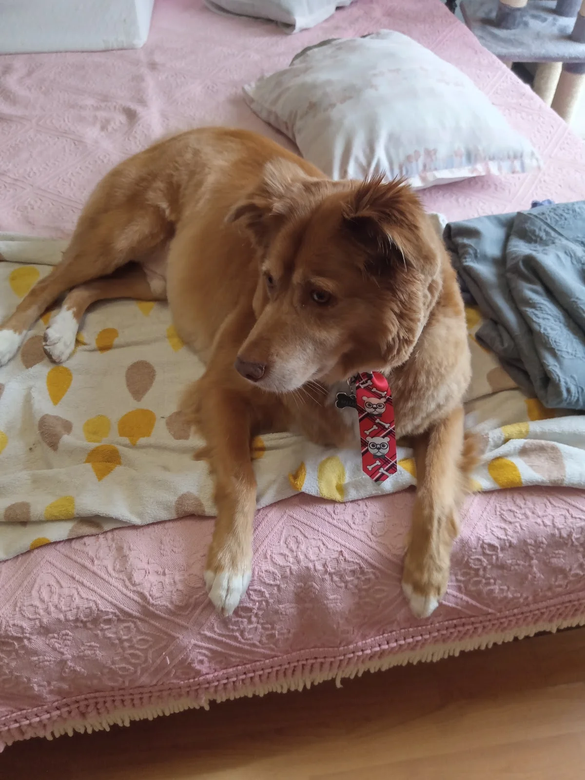 Invicta creche canina e pet shop — 3