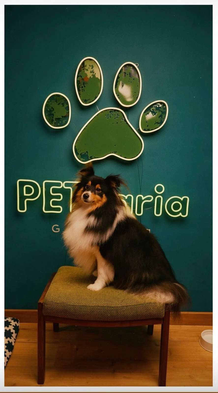 PETearia Grooming — 2